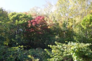 旭山記念公園紅葉情報2024年10月20日10旭山記念公園でいちばんきれいに色づくヤマモミジ