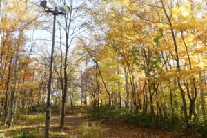 旭山記念公園紅葉情報2024年10月25日22記念樹の森西側から