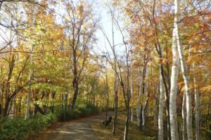 旭山記念公園紅葉情報2024年10月２5日20記念樹の森アーチ橋側から
