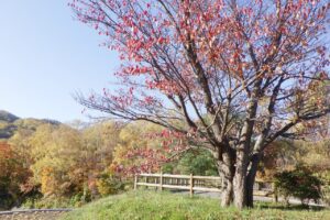 旭山記念公園紅葉情報2024年10月25日7展望台一本桜と駐車場西側