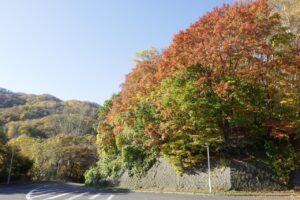 旭山記念公園紅葉情報2024年10月25日4第１駐車場入口のヤマモミジ駐車場内側から
