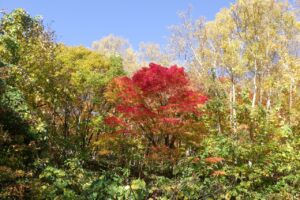 旭山記念公園紅葉情報2024年10月25日1旭山記念公園でいちばんきれいに色づくヤマモミジ