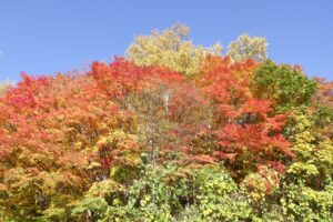 旭山記念公園紅葉情報2024年10月25日5第１駐車場入口のヤマモミジアップ
