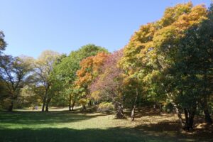 旭山記念公園紅葉情報2024年10月25日13遊具広場東側から