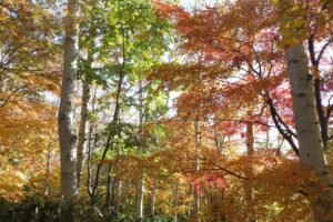 旭山記念公園紅葉情報2024年10月25日16五差路付近