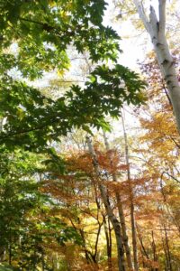 旭山記念公園紅葉情報2024年10月25日15五差路付近