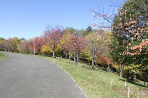 旭山記念公園紅葉情報2024年10月25日18新桜並木