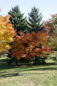 旭山記念公園紅葉情報2024年10月25日19ヤマモミジとアカエゾマツ