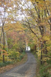 旭山記念公園紅葉情報2024年10月26日17森の家坂下り