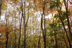 旭山記念公園紅葉情報2024年10月26位置19記念樹の森