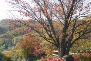 旭山記念公園紅葉情報2024年10月26日9展望台一本桜