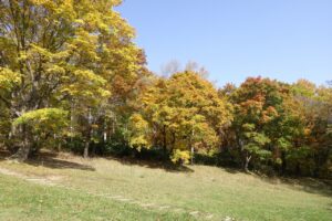 旭山記念公園紅葉情報2024年10月26日16遊具広場