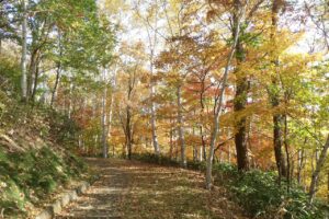 旭山記念公園紅葉情報2024年10月26位置17遊具広場と噴水広場の間の道