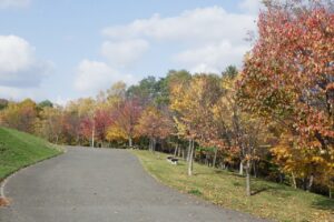 旭山記念公園紅葉情報2024年10月２6日14新桜並木