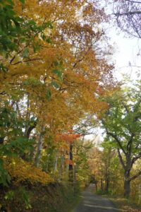 旭山記念公園紅葉情報2024年10月26日17森の家坂上り