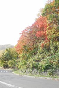 旭山記念公園紅葉情報2024年10月26日5第1駐車場入口のヤマモミジ