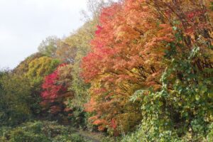 旭山記念公園紅葉情報2024年10月26日4第1駐車場入口付近