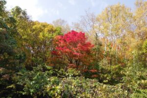 旭山記念公園紅葉情報、2024年10月26日1旭山記念公園でいちばんきれいに色づくヤマモミジ