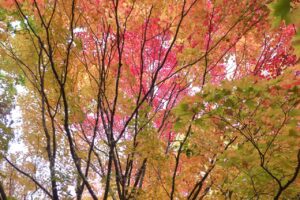 旭山記念公園紅葉情報2024年10月26日3旭山記念公園でいちばんきれいに色づくヤマモミジ真下から