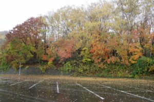 旭山記念公園紅葉情報2024年10月28日6第1駐車場西側斜面
