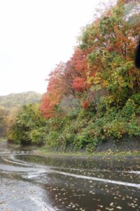 旭山記念公園紅葉情報2024年10月28日5第１駐車場入口のヤマモミジ駐車場内側から