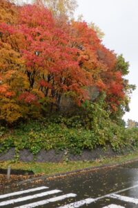 旭山記念公園紅葉情報2024年10月28日3第１駐車場入口のヤマモミジ雨