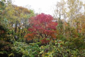旭山記念公園紅葉情報2024年10月28日1旭山記念公園でいちばんきれいに色づくヤマモミジ雨