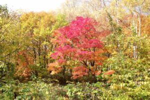 旭山記念公園紅葉情報2024年10月28日2旭山記念公園でいちばんきれいに色づくヤマモミジ日差し