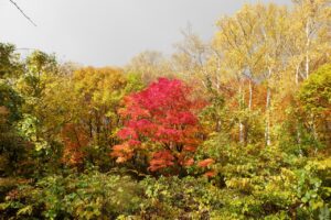 旭山記念公園紅葉情報2024年10月28日19旭山でいちばんきれいに色づくヤマモミジ