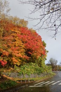 旭山記念公園紅葉情報2024年10月28日4第１駐車場入口のヤマモミジ日差し