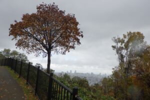 旭山記念公園紅葉情報2024年10月28日12噴水広場近くのイタヤカエデ