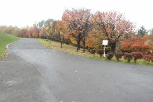 旭山記念公園紅葉情報2024年10月28日10新桜並木近影