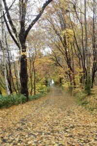 旭山記念公園紅葉情報2024年10月28日15森の家坂下り
