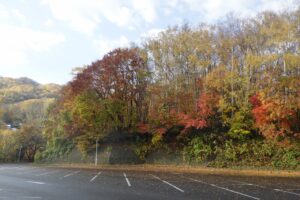 旭山記念公園紅葉情報2024年10月29日5第１駐車場西側斜面