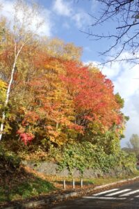 旭山記念公園紅葉情報2024年10月29日3第１駐車場入口のヤマモミジ道路側から