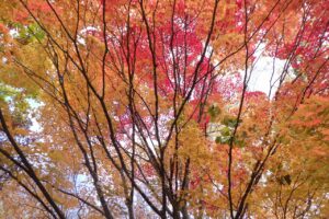 旭山記念公園紅葉情報2024年10月29日2旭山記念公園でいちばんきれいに色づくヤマモミジ真下から