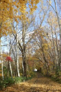 旭山記念公園紅葉情報2024年10月29日12森の家坂上から