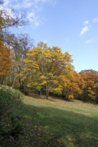 旭山記念公園紅葉情報2024年10月29日9遊具広場のイタヤカエデ