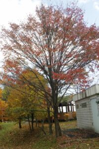 旭山記念公園紅葉情報2024年10月29日13ハルニレ紅葉する木