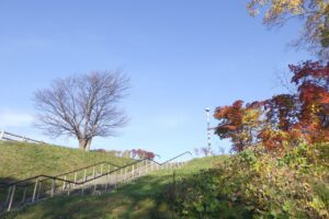 旭山記念公園紅葉情報2024年10月30日6展望台階段の周り