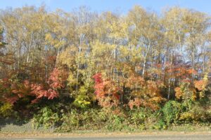旭山記念公園紅葉情報2024年10月30日4第１駐車場入口西側斜面