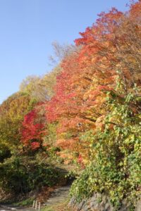旭山記念公園紅葉情報2024年10月30日3第1駐車場入口のヤマモミジと旭山記念公園でいちばんきれいに色づくヤマモミジ