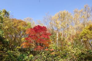 旭山記念公園紅葉情報2024年10月30日1旭山記念公園でいちばんきれいに色づくヤマモミジ1