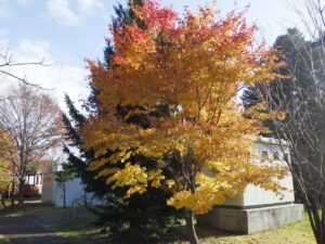 2024年10月31日紅葉の状況　新桜並木のハウチワカエデ