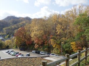 2024年10月31日紅葉の状況　第一駐車場西側「記念樹の森」