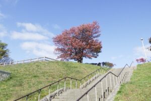 2024年10月17日紅葉の状況 (6)