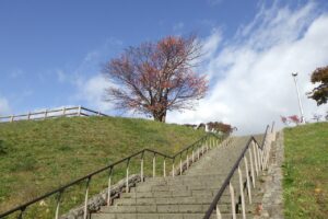 2024年10月24日紅葉の状況 (展望台一本桜)