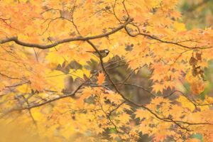 シジュウカラ2024年10月27日