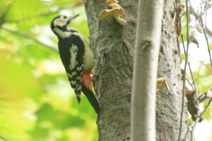アカゲラ♀2024年10月5日1ナナカマド枯れ木で採餌
