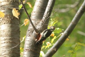 アカゲラ雄2024年10月20日